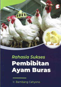 SUKSES BETERNAK PEMBIBITAN AYAM BURAS